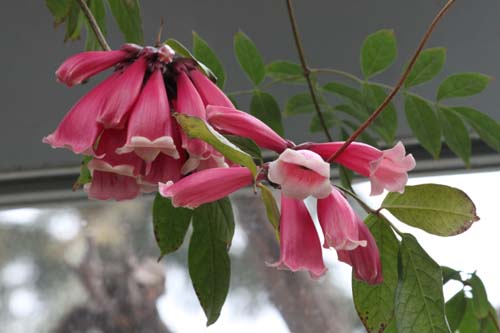 �e�R�}���e�E�E�F�k�X�^�A�炭�₱�̉Ԋ�