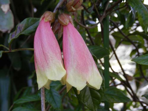 �e�R�}���e�E�E�F�k�X�^�A�炭�₱�̉Ԋ�