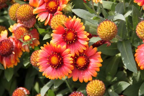 �e���j���M�N�A�炭�₱�̉ԊقŎB�e