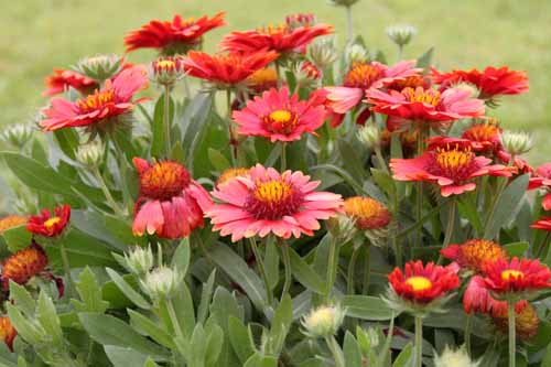 �e���j���M�N�A�炭�₱�̉ԊقŎB�e