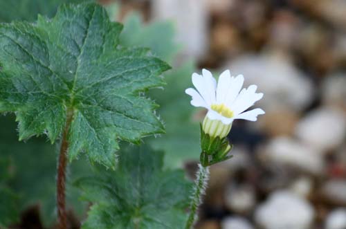 �e�V�I�R�U�N��