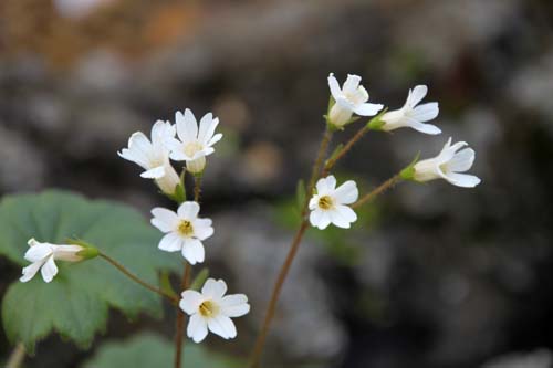 �e�V�I�R�U�N��