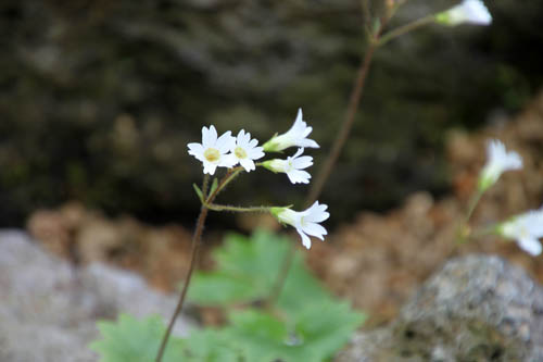 �e�V�I�R�U�N��