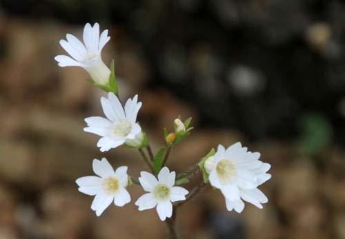 �e�V�I�R�U�N��