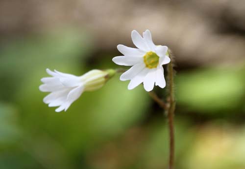 �e�V�I�R�U�N��