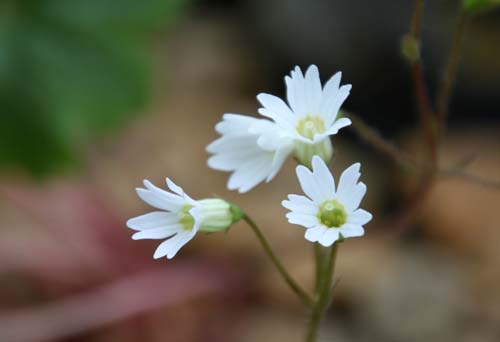 �e�V�I�R�U�N��