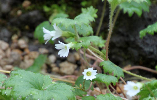 �e�V�I�R�U�N��