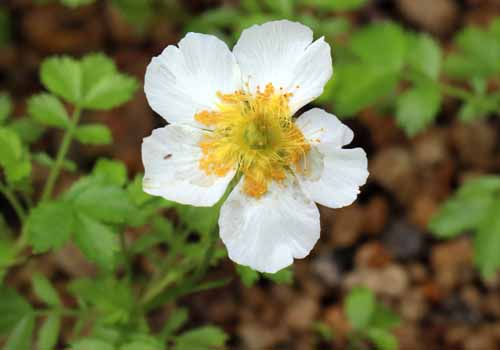 �`���O���}�A�炭�₱�̉Ԋ�