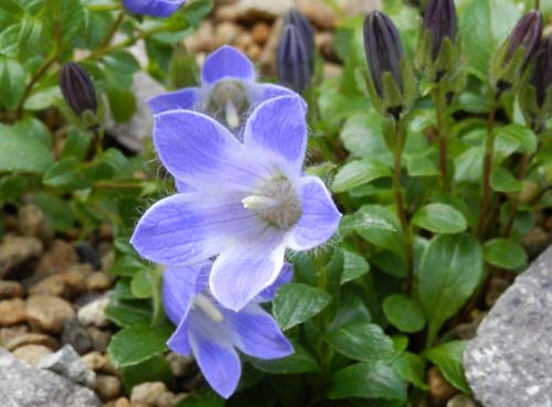 �`�V�}�M�L���E�A�炭�₱�̉Ԋ�