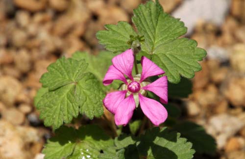 �`�V�}�C�`�S�A�炭�₱�̉Ԋ�