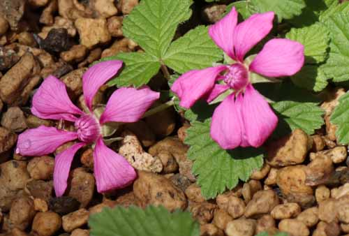 �`�V�}�C�`�S�A�炭�₱�̉Ԋ�