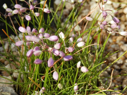 �`�V�}���b�L���E�A�炭�₱�̉Ԋ�