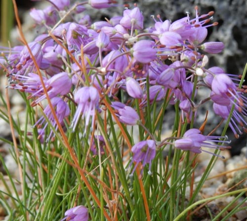 �`�V�}���b�L���E�A�炭�₱�̉Ԋ�