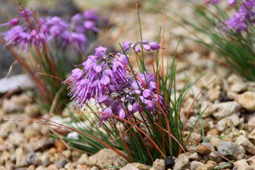 �`�V�}���b�L���E�A�炭�₱�̉Ԋ�