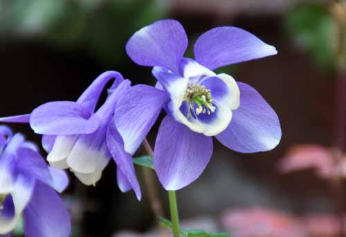 �`�V�}�����I�_�}�L�A�炭�₱�̉Ԋ�