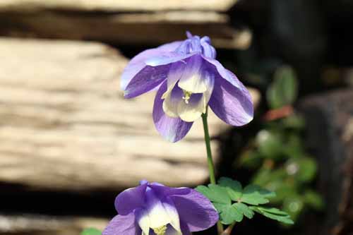 �`�V�}�����I�_�}�L�A�炭�₱�̉Ԋ�