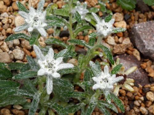 �`�V�}�E�X���L�\�E�A�炭�₱�̉Ԋ�