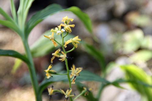 �g�N�T�����A�炭�₱�̉Ԋ�