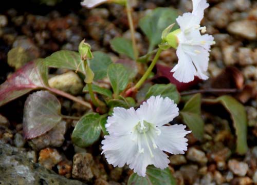 �g�N���J�\�E�A�炭�₱�̉Ԋ�