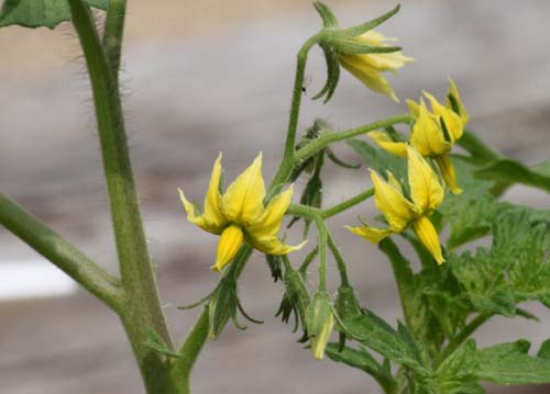 �g�}�g�u�O���[���O���[�v�v�A�炭�₱�̉Ԋ�