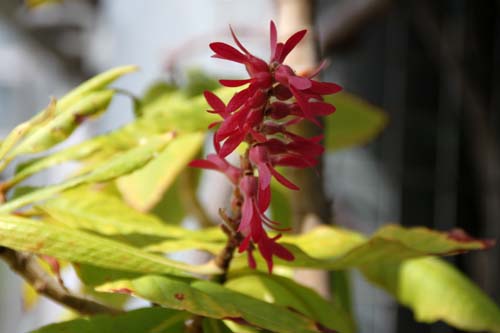 トリプラリス・クミンギアナ、咲くやこの花館