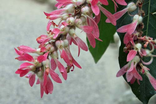 トリプラリス・クミンギアナ、咲くやこの花館
