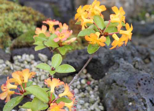 ���[�h�f���h�����i�V���N�i�Q�j�A�炭�₱�̉Ԋ�