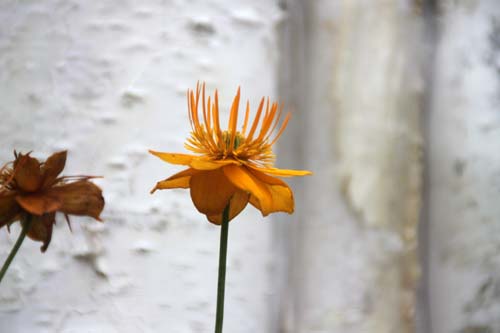 トロリウス・チネンシス、咲くやこの花館