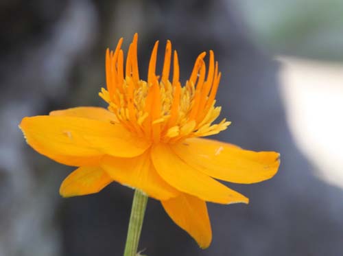 �g�����E�X�E�L�l���V�X�A�炭�₱�̉Ԋ�