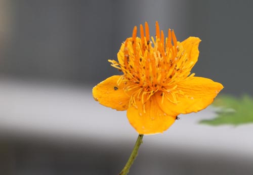 �g�����E�X�E�L�l���V�X�A�炭�₱�̉Ԋ�