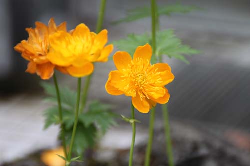 �g�����E�X�E�L�l���V�X�A�炭�₱�̉Ԋ�