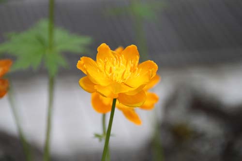 �g�����E�X�E�L�l���V�X�A�炭�₱�̉Ԋ�