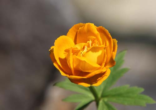 �g�����E�X�E�L�l���V�X�A�炭�₱�̉Ԋ�