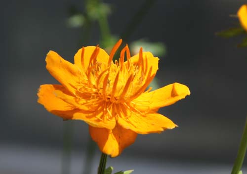 �g�����E�X�E�L�l���V�X�A�炭�₱�̉Ԋ�