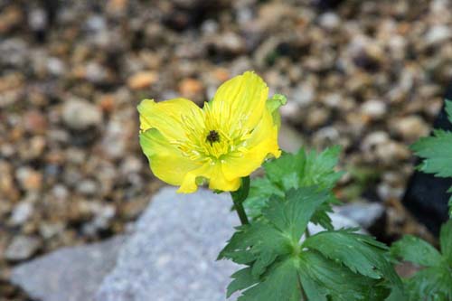 �g�����E�X�E�L�l���V�X�A�炭�₱�̉Ԋ�