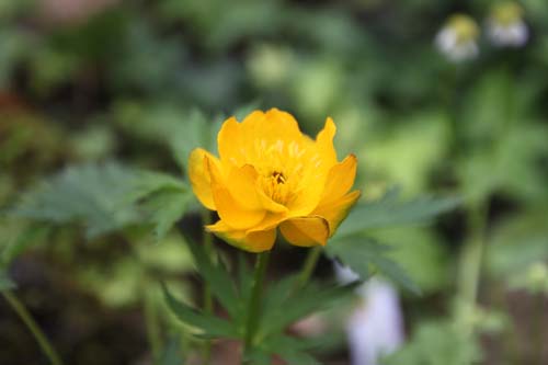 �g�����E�X�E�L�l���V�X�A�炭�₱�̉Ԋ�