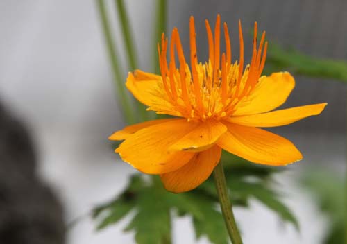 �g�����E�X�E�L�l���V�X�A�炭�₱�̉Ԋ�