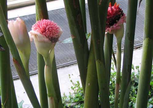 �g�[�`�W���W���[�A�炭�₱�̉Ԋ�