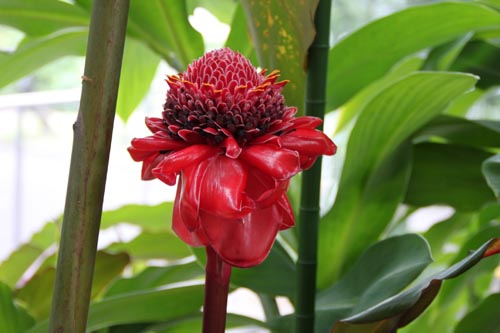 �g�[�`�W���W���[�A�炭�₱�̉Ԋ�