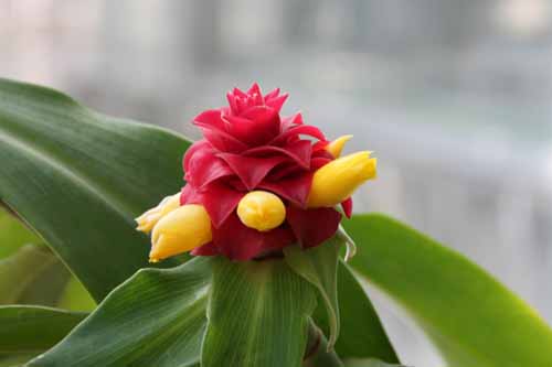 �g�[�`�W���W���[�A�炭�₱�̉Ԋ�