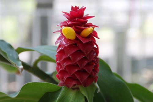 �g�[�`�W���W���[�A�炭�₱�̉Ԋ�