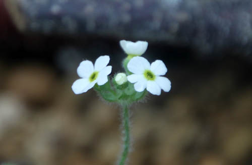 �g�`�i�C�\�E�A�炭�₱�̉Ԋ�