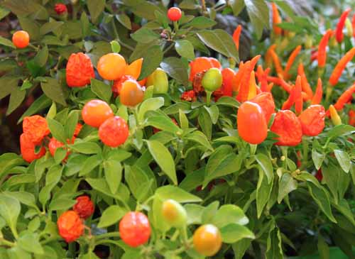 �g�E�K���V�A�炭�₱�̉Ԋ�