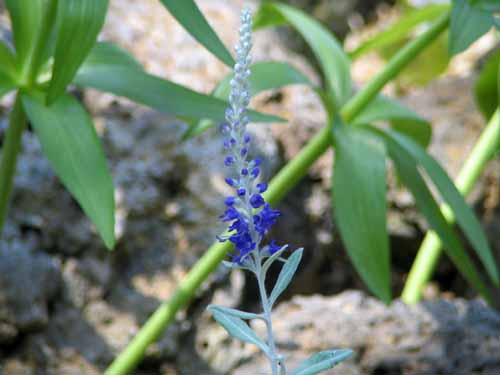 �g�E�e�C�����A�炭�₱�̉Ԋ�