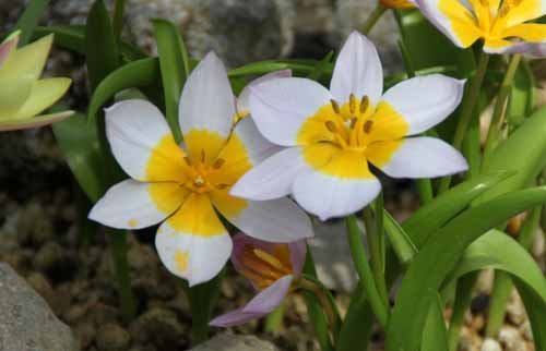 �c�[���p�E���C���b�N�����_�[�A�炭�₱�̉Ԋ�