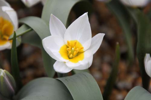 �c�[���p�E���C���b�N�����_�[�A�炭�₱�̉Ԋ�