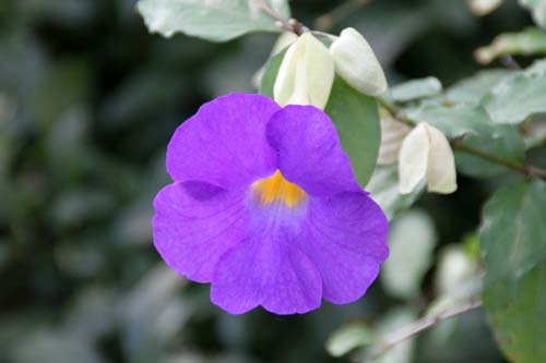 �c���x���M�A�E�t�H�Q���A�i�A�炭�₱�̉Ԋ�