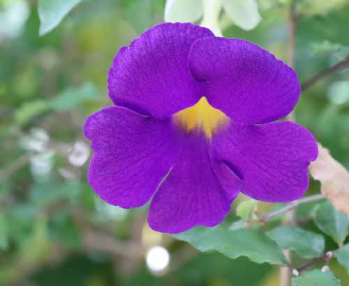 �c���x���M�A�E�t�H�Q���A�i�A�炭�₱�̉Ԋ�