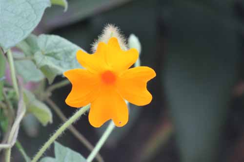 �c���x���M�A�E�O���S���[�A�炭�₱�̉Ԋ�