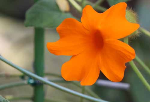 �c���x���M�A�E�O���S���[�A�炭�₱�̉Ԋ�